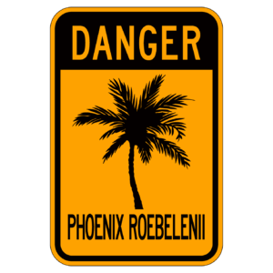DANGER PHOENIX ROEBELENII 【BSGA16】