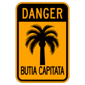 DANGER BUTIA CAPITATA 【BSGA25】