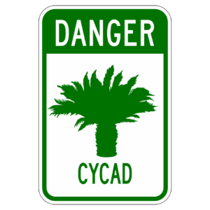 DANGER CYCAD 【BSGA13】カラー