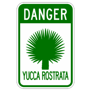 DANGER YUCCA ROSTRATA 【BSGA14】カラー
