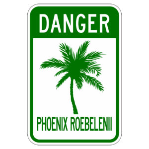 DANGER PHOENIX ROEBELENII 【BSGA16】カラー