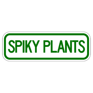 SPIKY PLANTS 【BSGA19】カラー