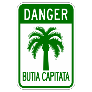 DANGER BUTIA CAPITATA 【BSGA25】カラー