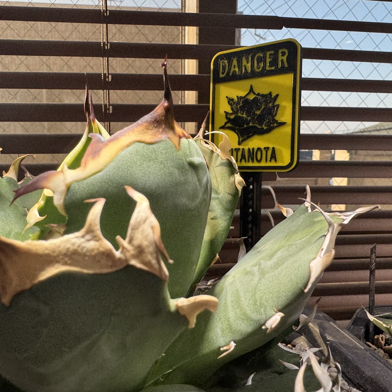 オリジナル プランツタグ 『アガベ』 - 画像 (7)