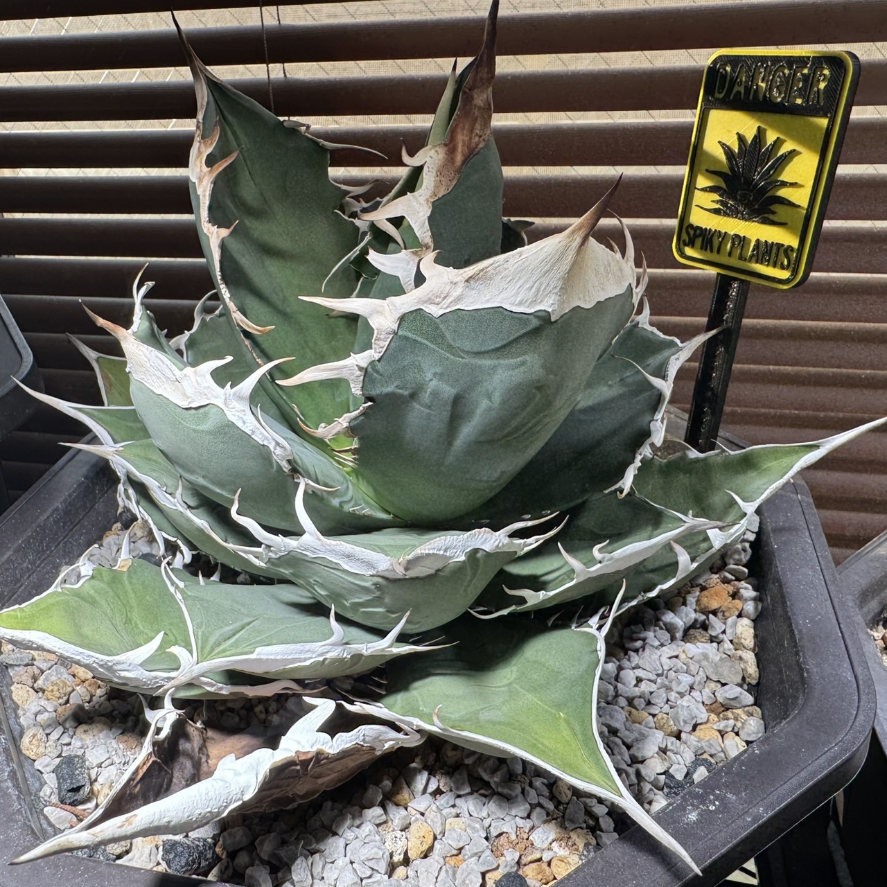 オリジナル プランツタグ 『アガベ』 - 画像 (6)